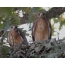 دو عقاب کوتوله جوان در لانه