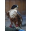 Indian Hawk Eagle