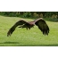 Eagle golden eagle in flight