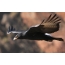 Kaffra Eagle