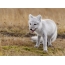 Arctic fox is the size of a big cat. Photographed in September 2006