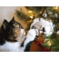 GIF obrázok: mačka a Nový rok!