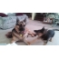 GIF pictures with dogs: German shepherd and puppy
