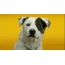 GIF slika: nasmijani pas