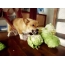 Obrázky GIF: pes proti kapustě