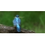 Gif pictures with birds