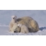 GIF picture: white bear with cubs