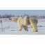 GIF picture: white bear with a bear