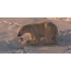 GIF picture: white bear with a bear