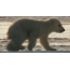GIF picture: white bear