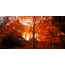 Jesen: sončni vzhod v gozdu