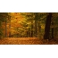 GIF картинка: красива осінь