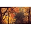 Jesen; jesenska šuma