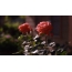 Imaginea GIF: trandafir