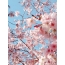 GIF paveikslėlis: Sakura