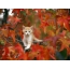 Beautiful autumn: the kitten in the leaves