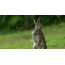 Gif picture hare