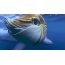 GIF- ի պատկերը `դելֆին խաղում nautilus