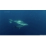 GIF画像：水中のイルカ