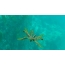 GIF picture: incomprehensible sea animal