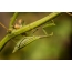 Mantis på agurker