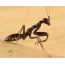I-Ant mantis