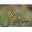 Mantis Blepharopsis mendica. Habitat - North Africa, Asia Minor