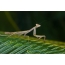 Mantis, insect species find out
