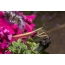Mantis on flowers