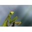 Modliszka zwyczajna (Mantis religiosa)