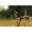 „Mantis Ordinary“ žolėje