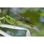 Mating mantis. Transcaucasian Mantis (Hierodula transcaucasica)