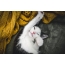 Funny photos of kittens