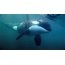 ภาพ GIF: วาฬเพชฌฆาตใต้น้ำ