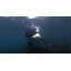 GIF picture: killer whale underwater in shallow water