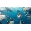 GIF picture: a flock of dolphins under water