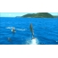 Imagem GIF: golfinhos saltam da água