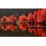Red autumn on the lake