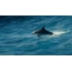 GIF picture: Dolphins jump out of the wave