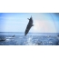 Imagem GIF: o golfinho pulou da onda