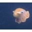 GIF slika s hobotnicom