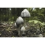 Photo mushrooms: toadstools