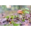 Mushroom Photo: Brownberry