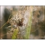 Photo: spider on the web. Akulepeira, oak spider