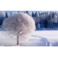 Zimní fotografie: zimní les