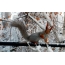 Nature photo in winter: furry squirrel