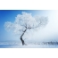 Өвөл дэх байгалийн зураг: цаст мод