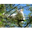 Foto e një mace në pranverë në një pemë