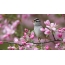 Foto e një zogu në degët e një pemë lulëzimi në pranverë