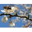 ภาพถ่ายผึ้งบนดอกไม้ในฤดูใบไม้ผลิ